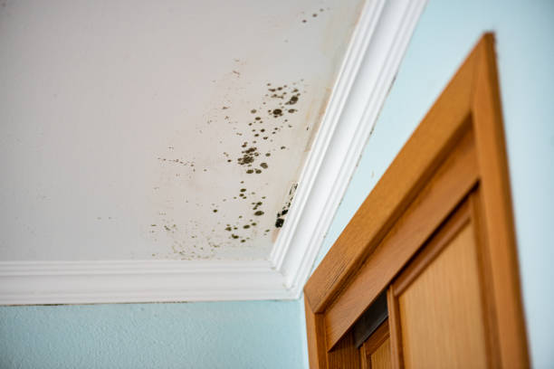 Best Black Mold Removal  in Indian Springs, GA