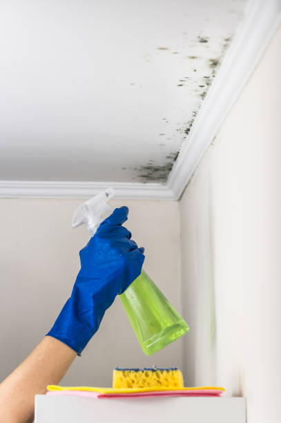 Best Toxic Mold Removal  in Indian Springs, GA