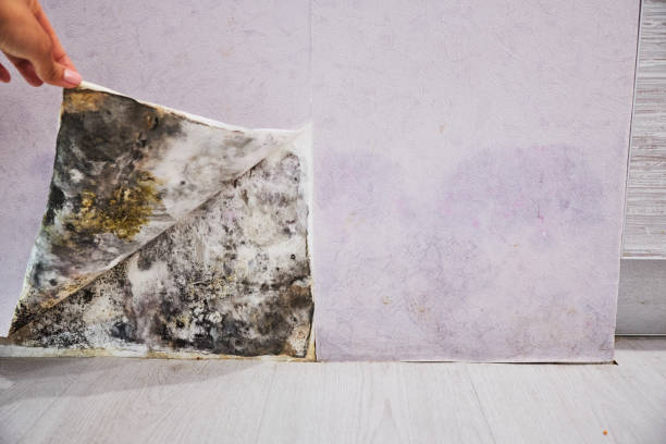Best Mold Remediation  in Indian Springs, GA